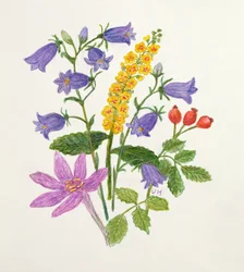 Glockenblumen und andere Wildblumen